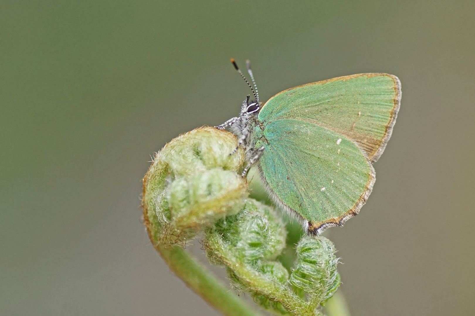 Grüner Zipfelfalter (Callophrys rubi)