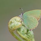 Grüner Zipfelfalter (Callophrys rubi)