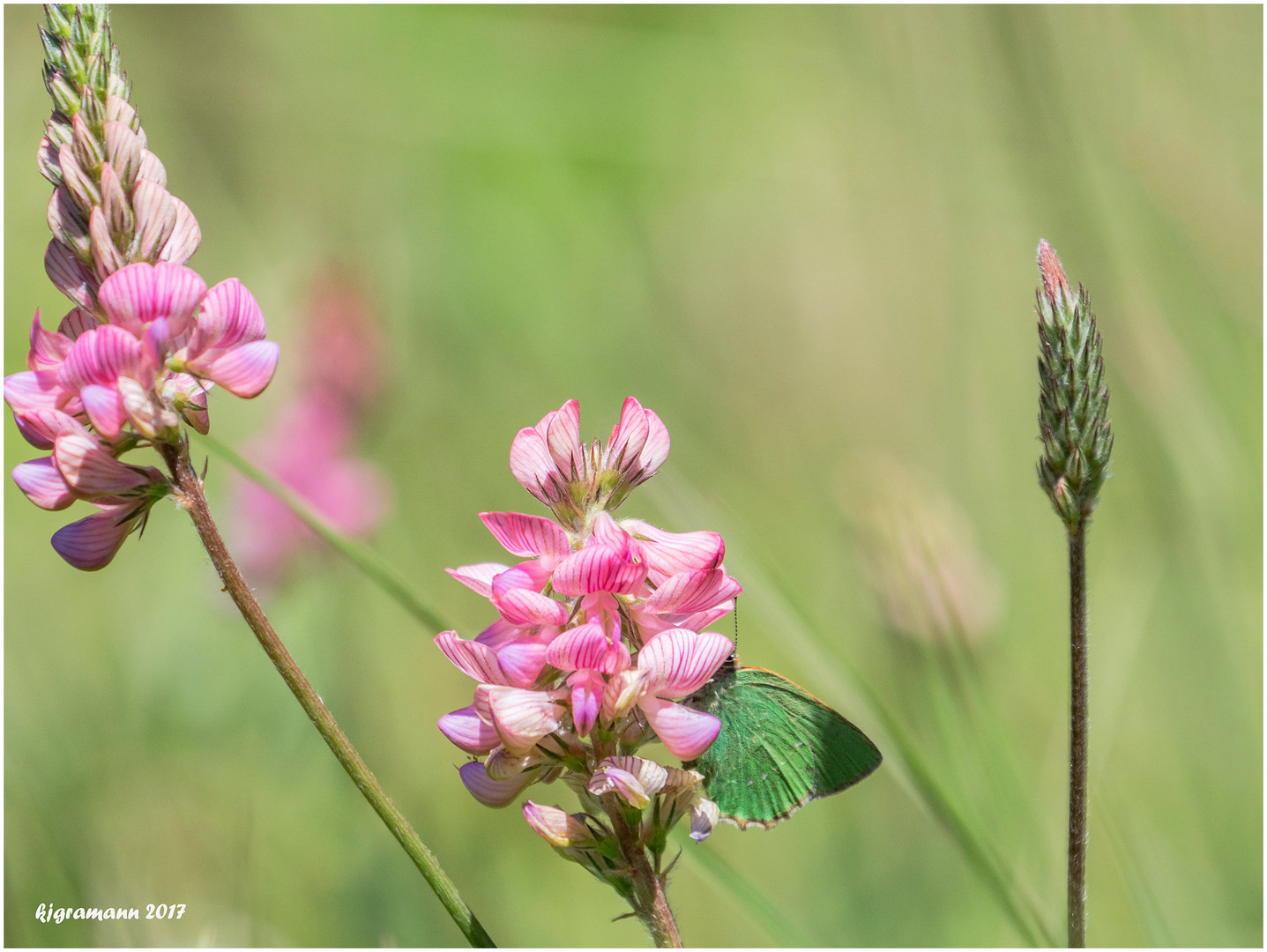 grüner zipfelfalter (Callophrys rubi).....