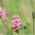 grüner zipfelfalter (Callophrys rubi).....