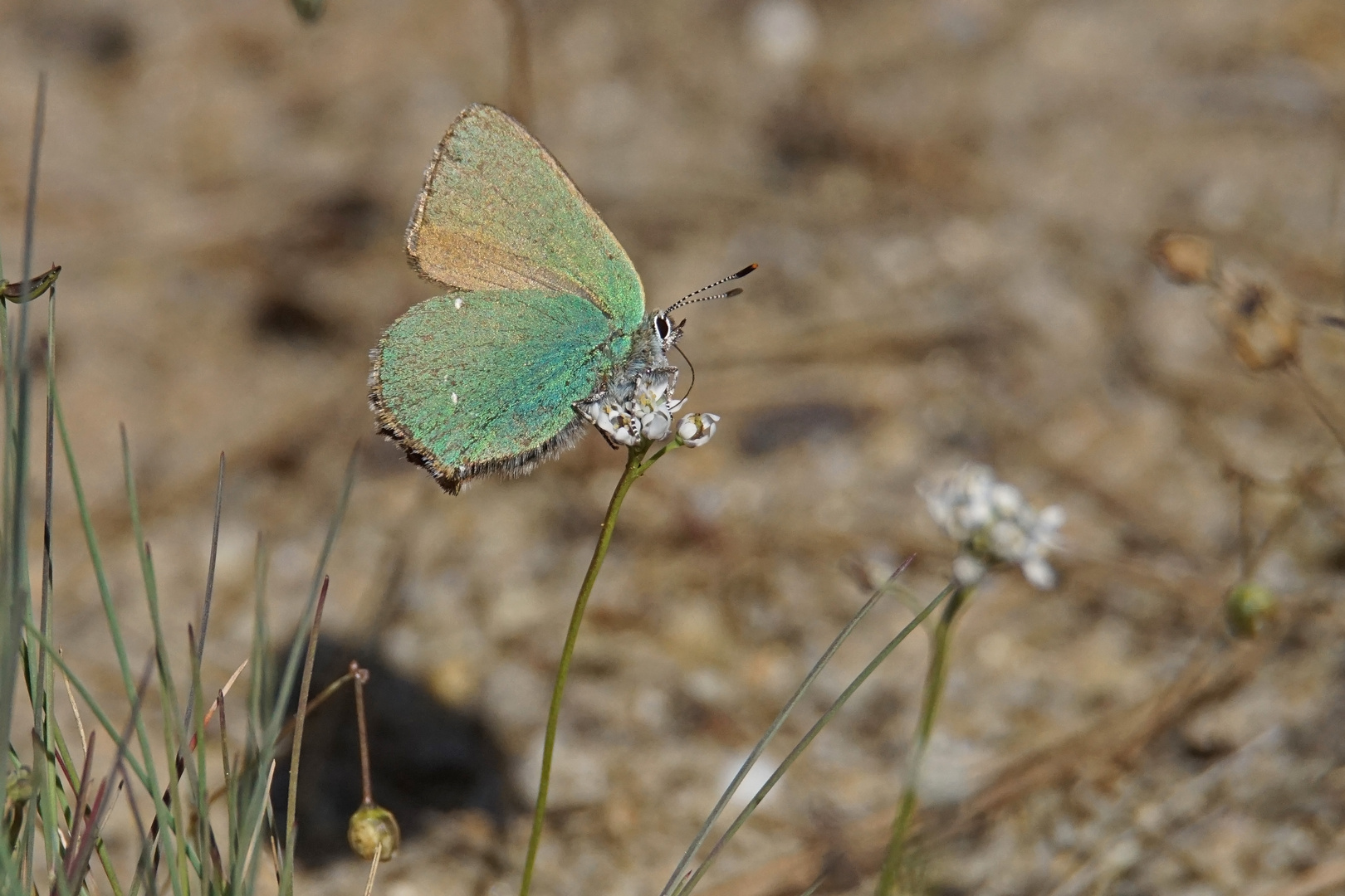 Grüner Zipfelfalter (Callophrys rubi)