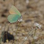 Grüner Zipfelfalter (Callophrys rubi)