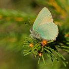 Grüner Zipfelfalter (Callophrys rubi)