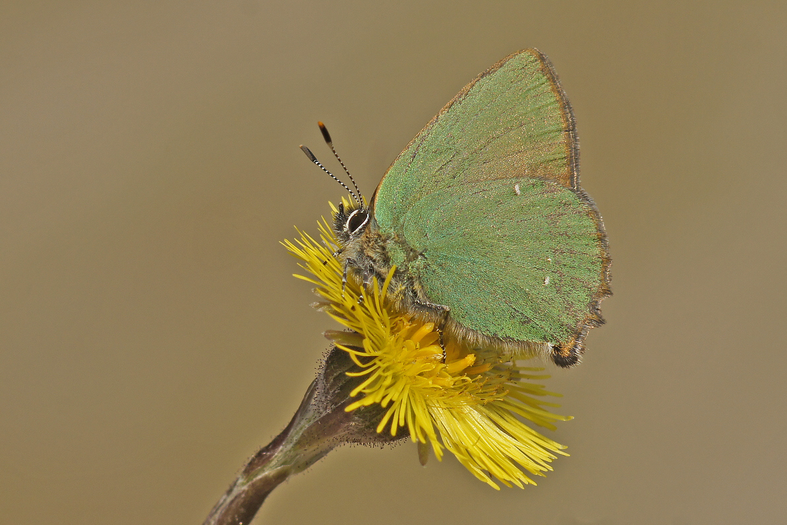 Grüner Zipfelfalter (Callophrys rubi)