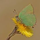 Grüner Zipfelfalter (Callophrys rubi)