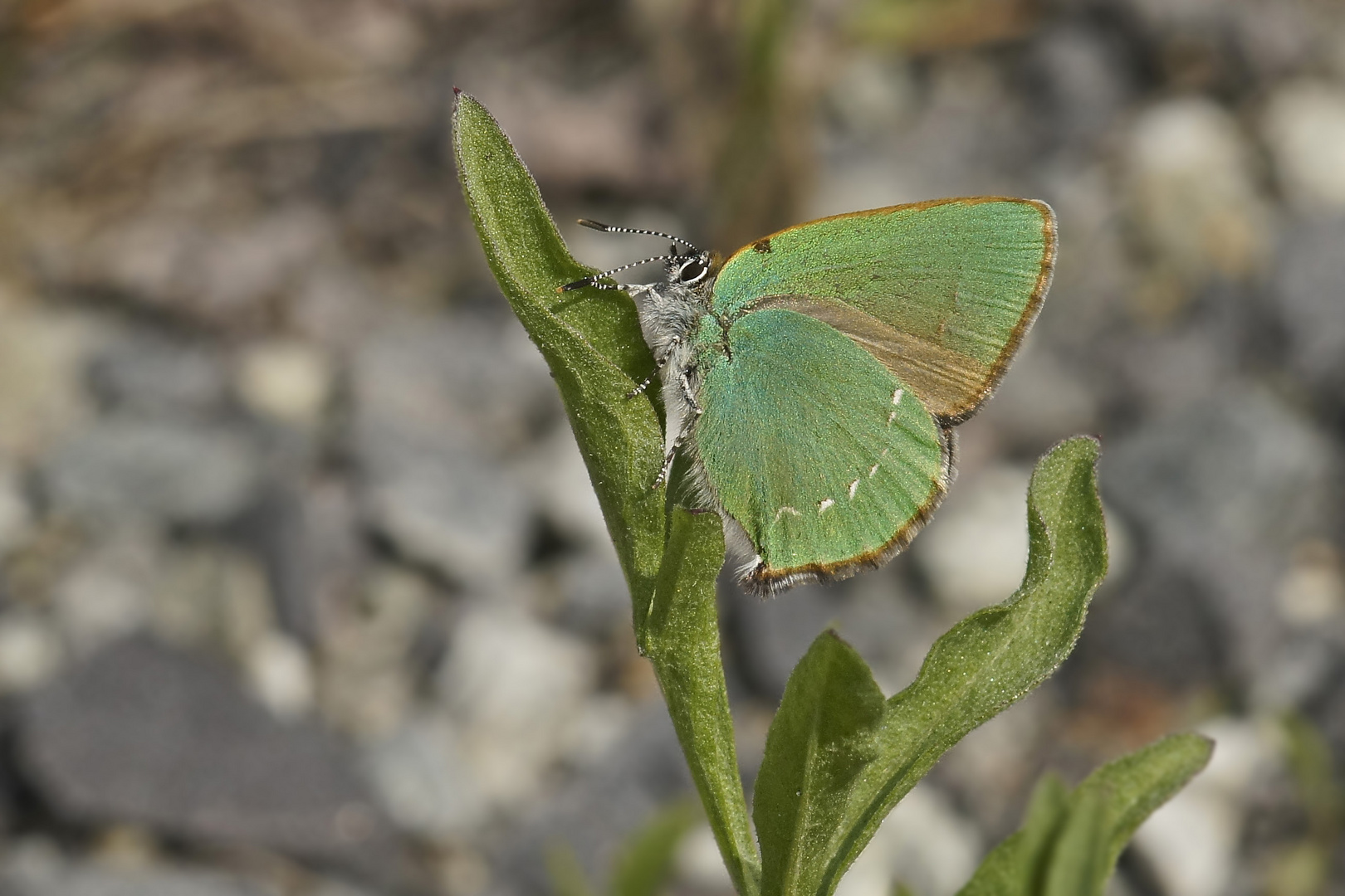 Grüner Zipfelfalter (Callophrys rubi)