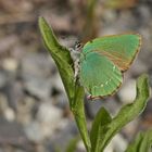 Grüner Zipfelfalter (Callophrys rubi)