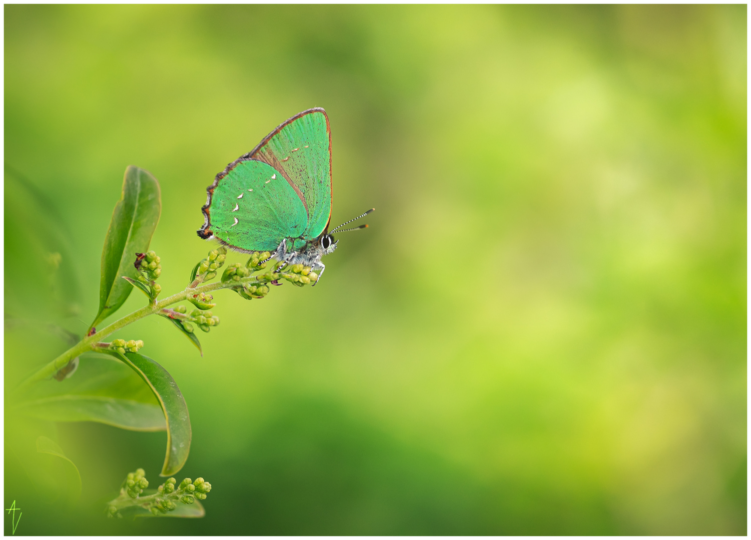 Grüner Zipfelfalter (Callophrys rubi)