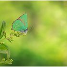 Grüner Zipfelfalter (Callophrys rubi)