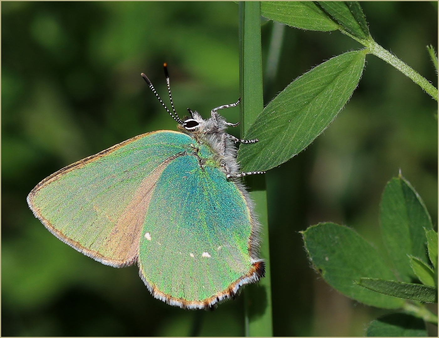 Grüner Zipfelfalter (Callophrys rubi). 