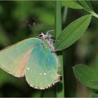 Grüner Zipfelfalter (Callophrys rubi). 