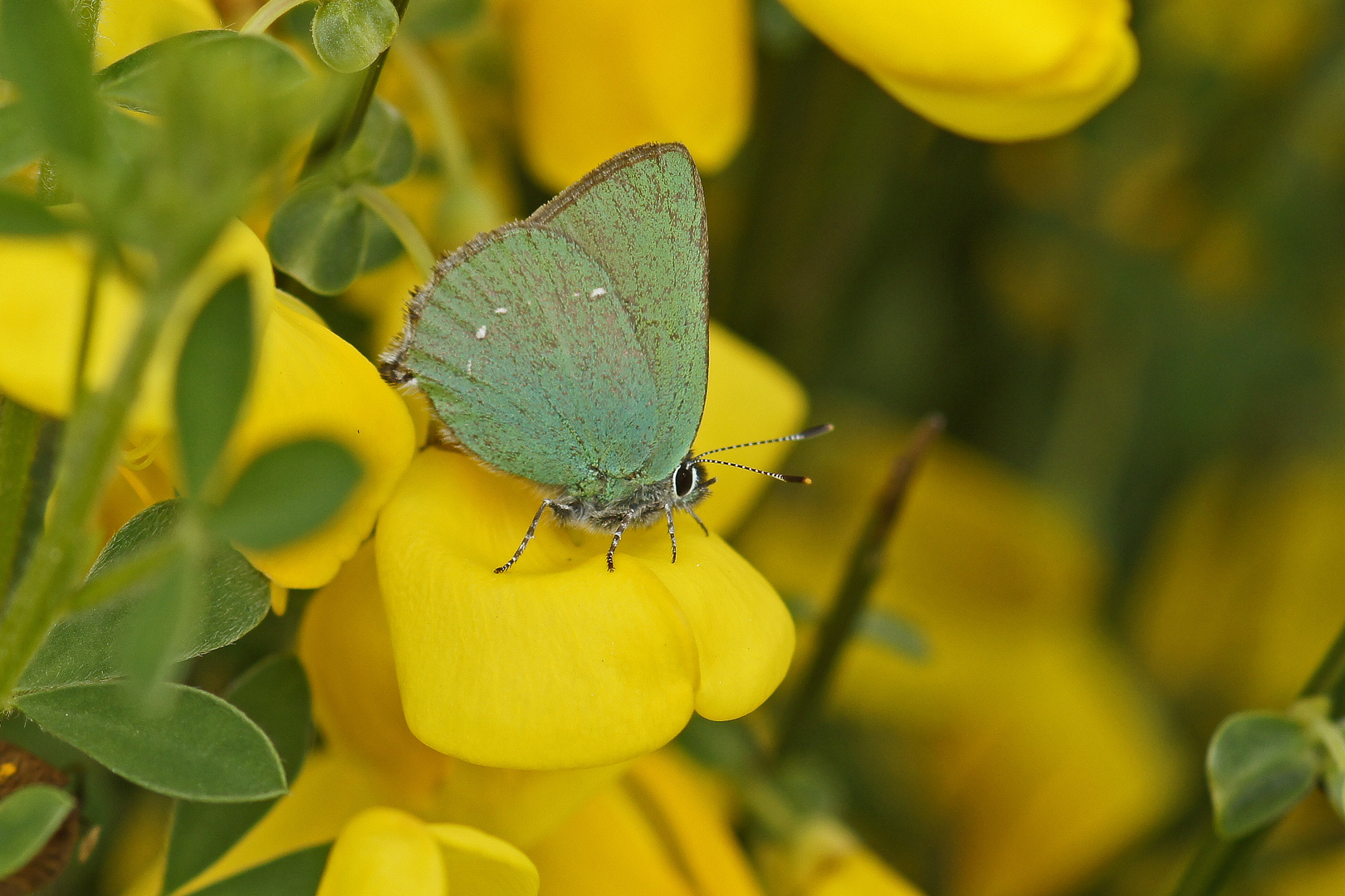 Grüner Zipfelfalter (Callophrys rubi)