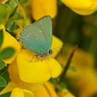 Grüner Zipfelfalter (Callophrys rubi)