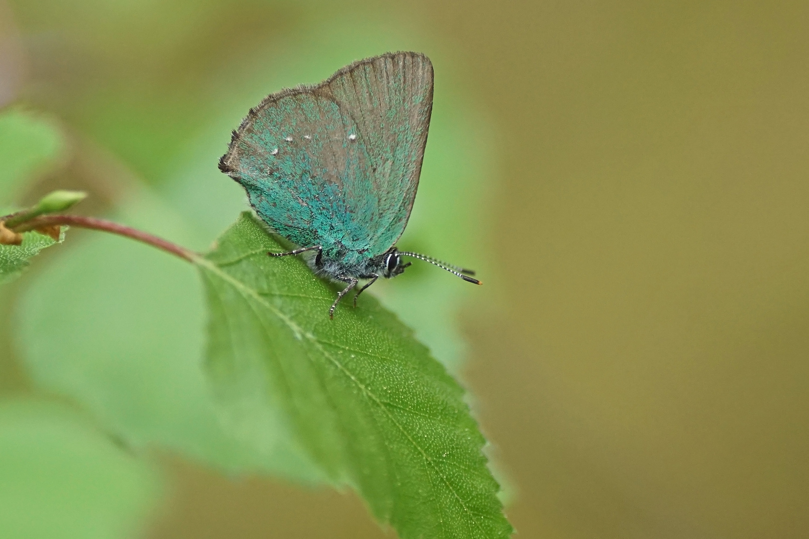 Grüner Zipfelfalter (Callophrys rubi)