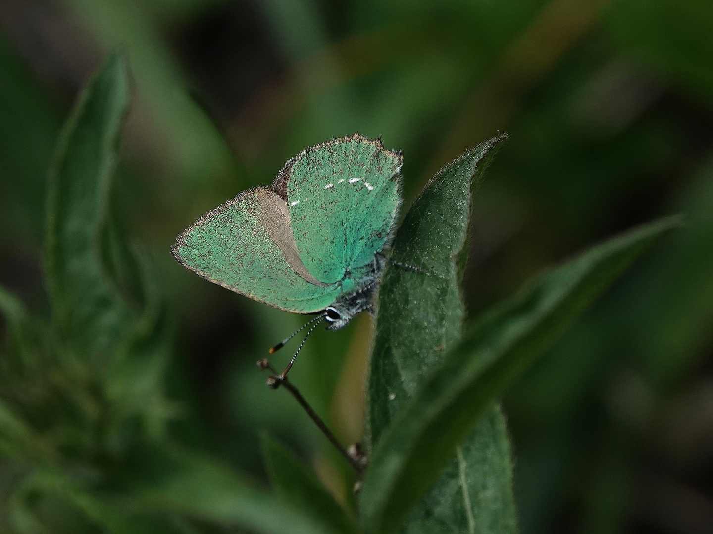 Grüner Zipfelfalter  Callophrys rubi