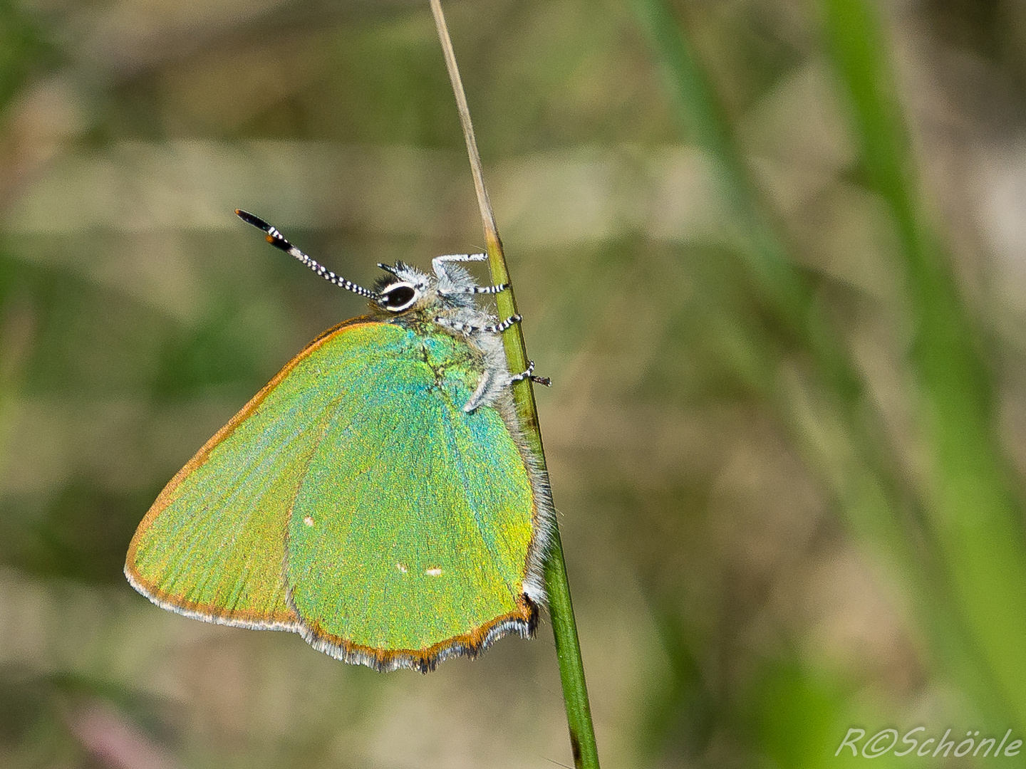 Grüner Zipfelfalter (Callophrys rubi)