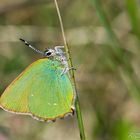 Grüner Zipfelfalter (Callophrys rubi)