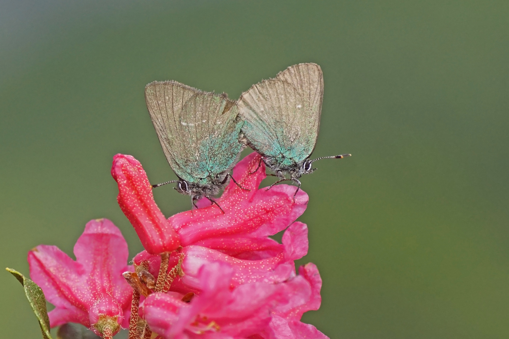 Grüner Zipfelfalter (Callophrys rubi)