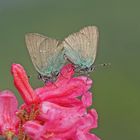 Grüner Zipfelfalter (Callophrys rubi)