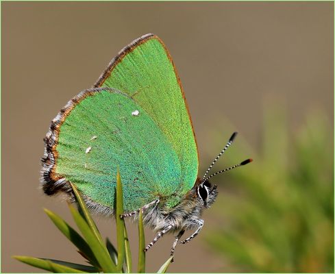 Grüner Zipfelfalter (Callophrys rubi).
