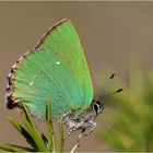 Grüner Zipfelfalter (Callophrys rubi).