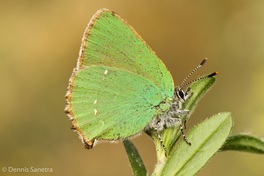 Grüner Zipfelfalter (Callophrys rubi)