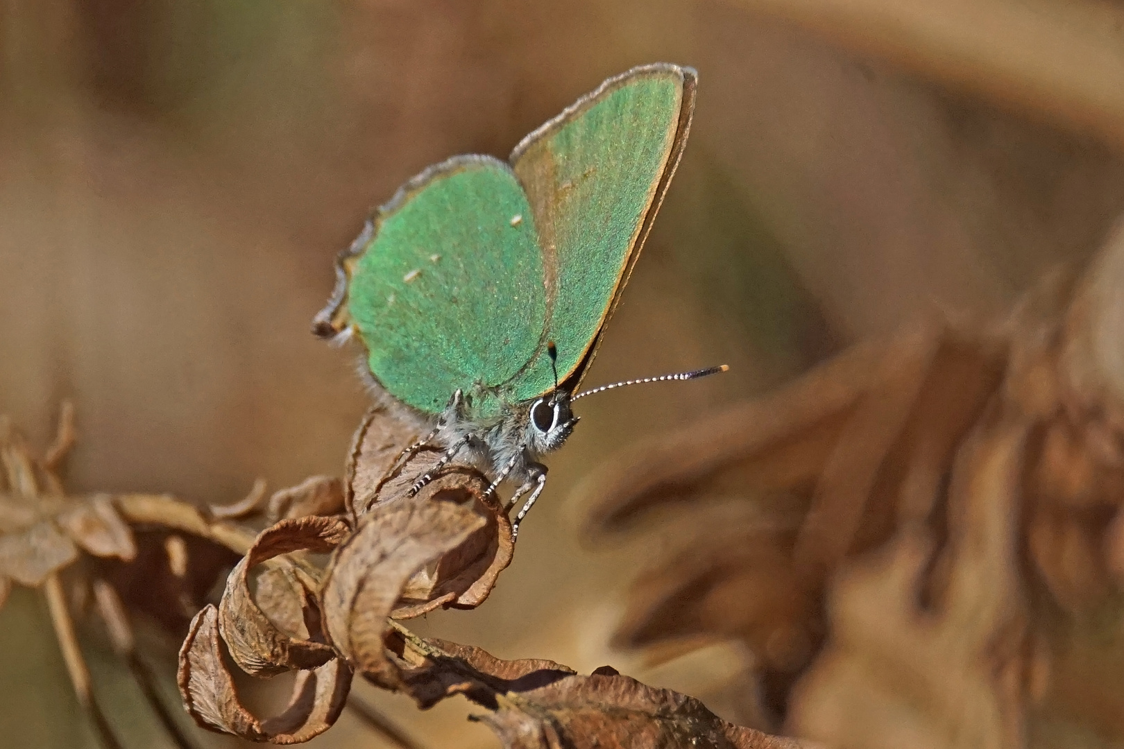 Grüner Zipfelfalter (Callophrys rubi)