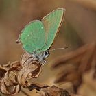 Grüner Zipfelfalter (Callophrys rubi)