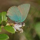 Grüner Zipfelfalter (Callophrys rubi)