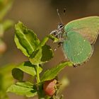 Grüner Zipfelfalter (Callophrys rubi)