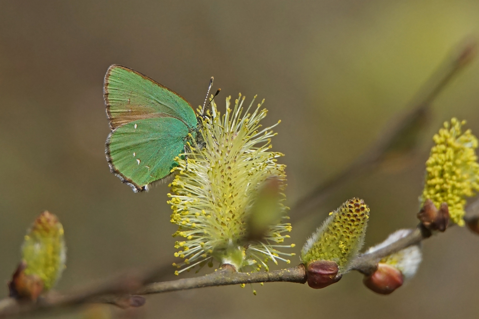 Grüner Zipfelfalter (Callophrys rubi)