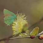 Grüner Zipfelfalter (Callophrys rubi)