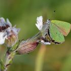 Grüner Zipfelfalter | Callophrys rubi (auch Brombeer Zipfelfalter genannt)