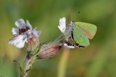 Grüner Zipfelfalter | Callophrys rubi (auch Brombeer Zipfelfalter genannt)