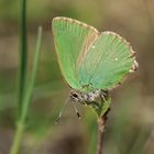 Grüner Zipfelfalter ( callophrys rubi )