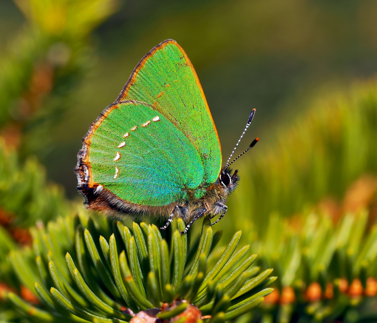 Grüner-Zipfelfalter (Callophrys rubi)