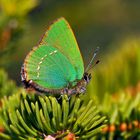 Grüner-Zipfelfalter (Callophrys rubi)