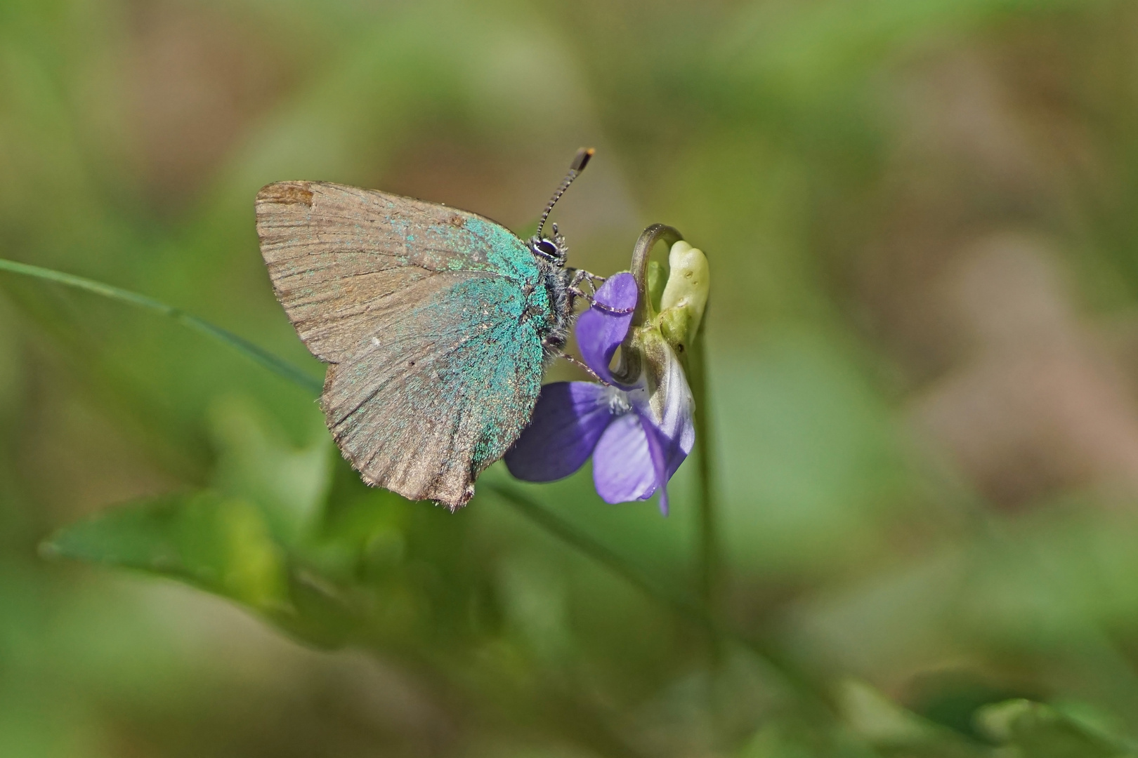 Grüner Zipfelfalter (Callophrys rubi)