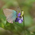 Grüner Zipfelfalter (Callophrys rubi)