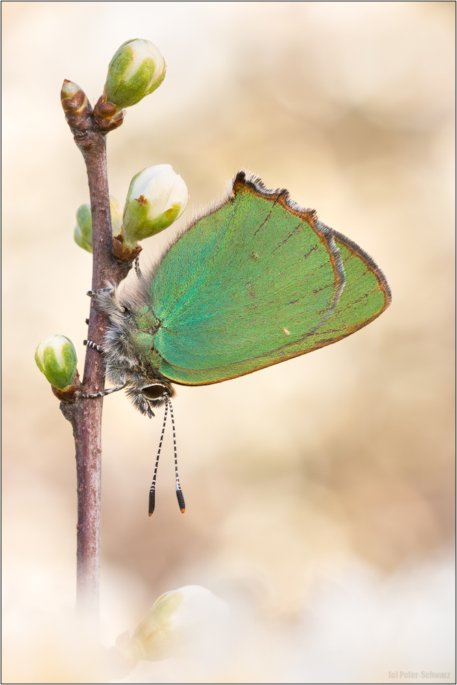 Grüner Zipfelfalter (Callophrys rubi)