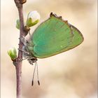 Grüner Zipfelfalter (Callophrys rubi)