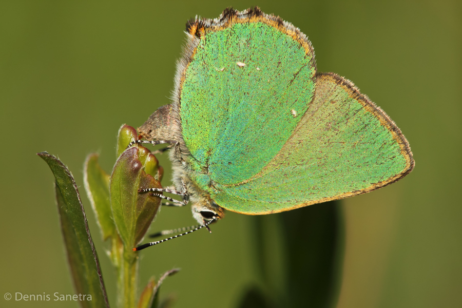 Grüner Zipfelfalter (Callophrys rubi) Eiablage