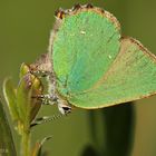 Grüner Zipfelfalter (Callophrys rubi) Eiablage