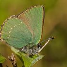 Grüner Zipfelfalter (Callophrys rubi)