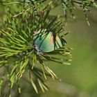 Grüner Zipfelfalter (Callophrys rubi)