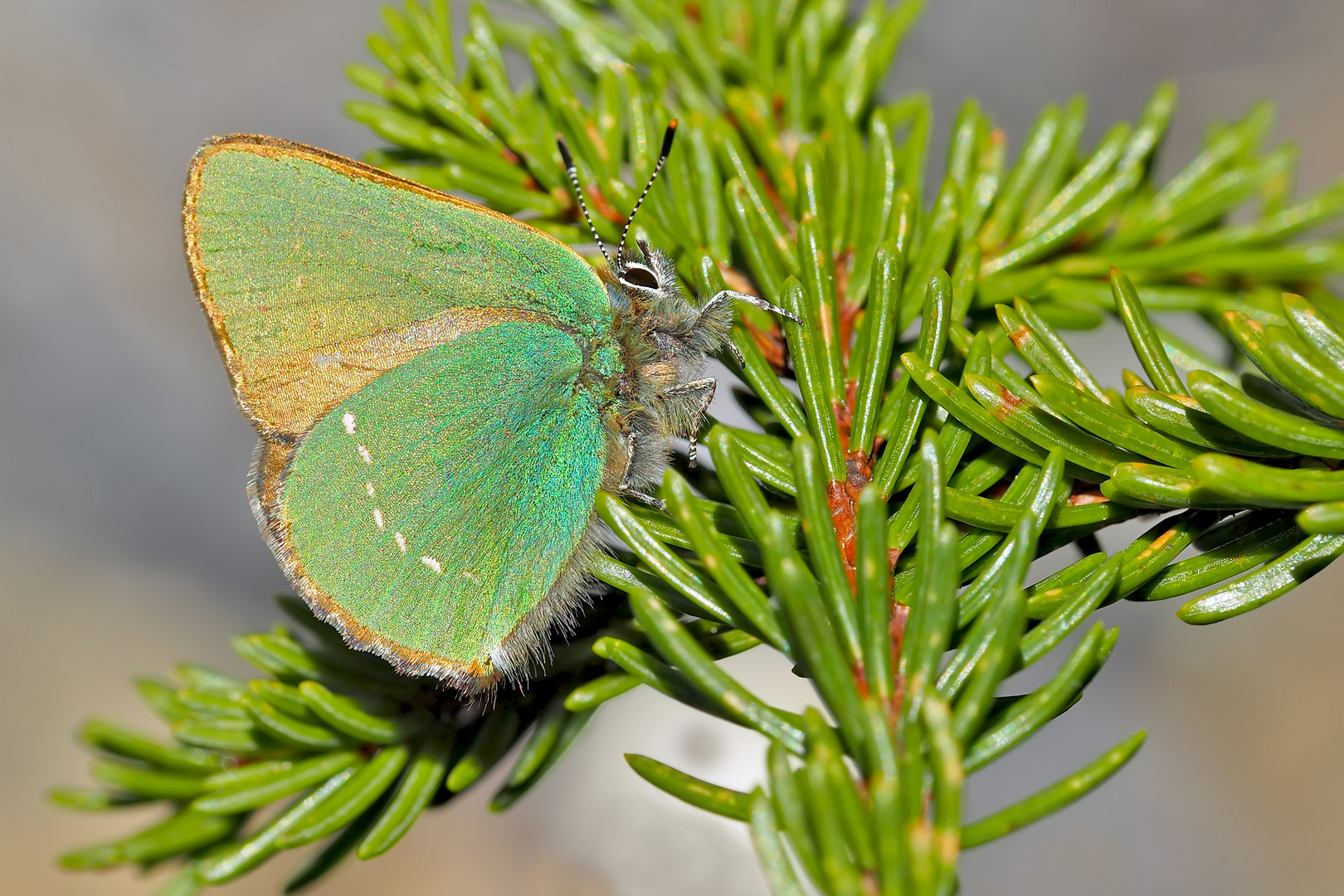 Grüner Zipfelfalter (Callophrys rubi) - La Thècle de la ronce. 