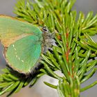 Grüner Zipfelfalter (Callophrys rubi) - La Thècle de la ronce. 