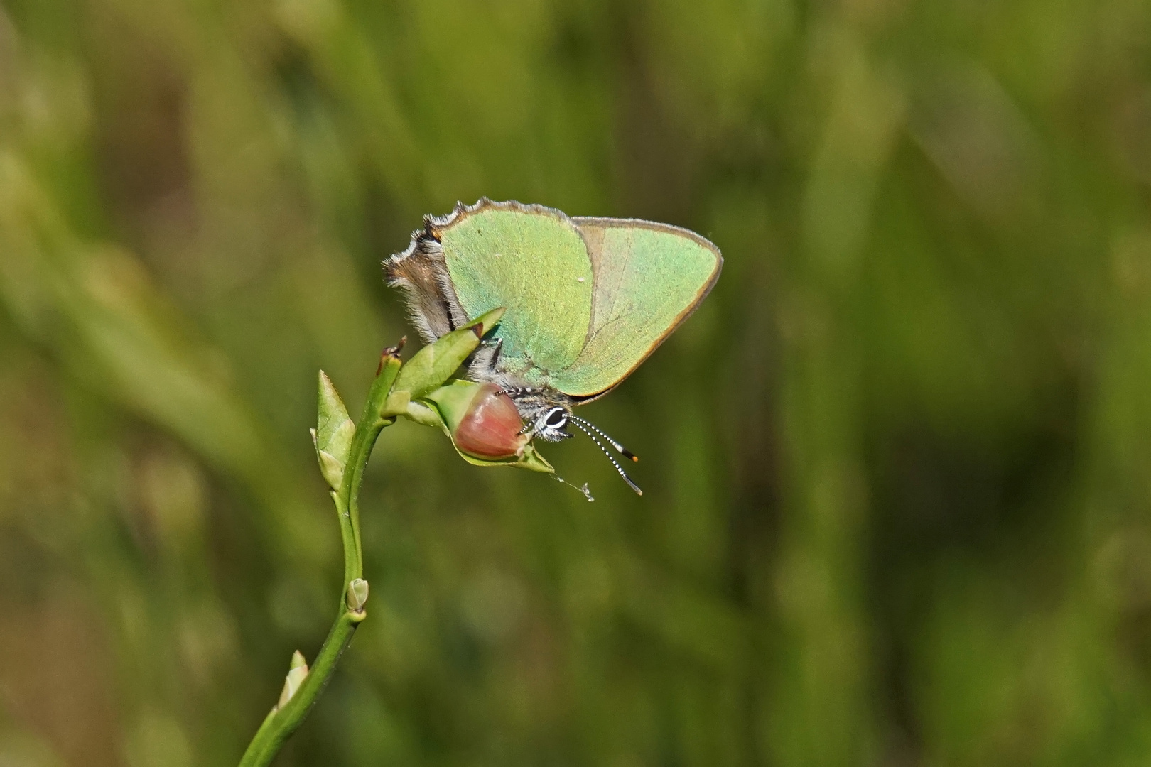 Grüner Zipfelfalter (Callophrys rubi), Schmetterling des Jahres 2020