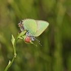 Grüner Zipfelfalter (Callophrys rubi), Schmetterling des Jahres 2020