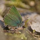 Grüner Zipfelfalter (Callophrys rubi), Schmetterling des Jahres 2020